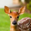 baby deer