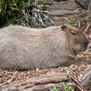 capybara