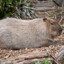 capybara