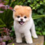 NotPuppy