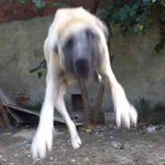 theomer