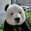 tiananmen bear