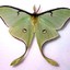 Actias luna