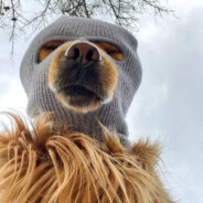 混元太极马保国