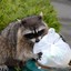 Trash Panda