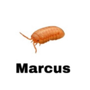 Marcus