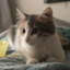 Pancake🥞Sakura🌸🐈