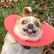 Danterrier