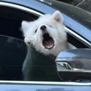 午夜伤心的玫瑰