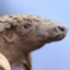 pangolin