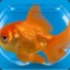 THEGOLDFISH22