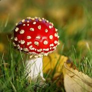 x1