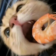 小猫你可以吃芝士蛋糕