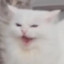Fluff