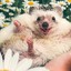 Hedgehoot