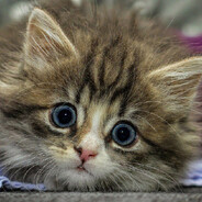 Zerkje avatar