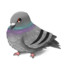 Pigeon