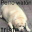 PERRO WATON TRISTE