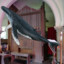 i eat pipe whales
