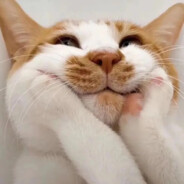 我爱拉屎，不擦屁股