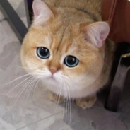 花开半夏|落叶知秋