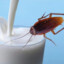 Roach Milk