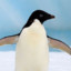 pinguino tilteado [ArruinaCoco]