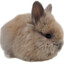 JustARabbit