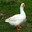 duck duck duck