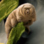 Average Tardigrade