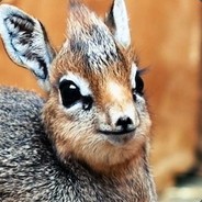 dik dik