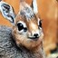 dik dik