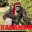 HaRAMbo!!