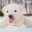 MrBear