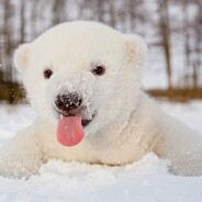 MrBear