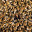 10,000 bees