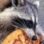 PizzaRaccoon