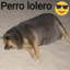 PERRO WATON