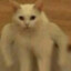 Паштет кошачий