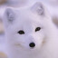 WhiteFox