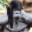 gorilla in da hood