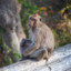 monkey looking toward future