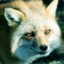 Undermountain fox