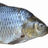 Peixe Png