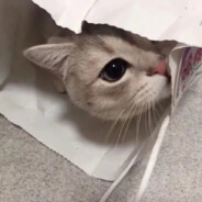 杀你的是三角洲1kd大神