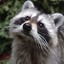 a 5th raccoon