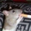 Rato Fumante ♨