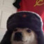 Doge Polonien