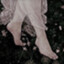 youngxsprout