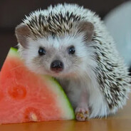 ?hedgehog! avatar